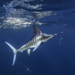hawaii sport fishing marlin